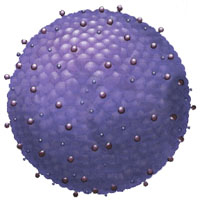 hepatitis B